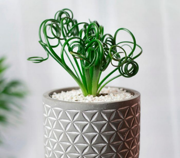 Albuca Spiralis 510.0.12