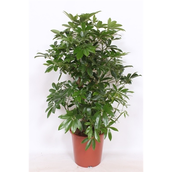 Schefflera Compacta 27.0.100