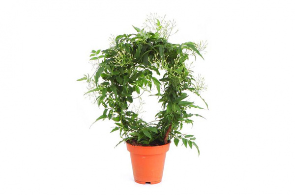 Jasminum polyanthum 12.0.45