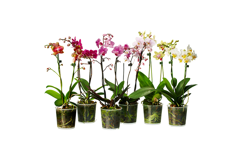 Phalaenopsis Little Kolibri 1st mix 9.0.40