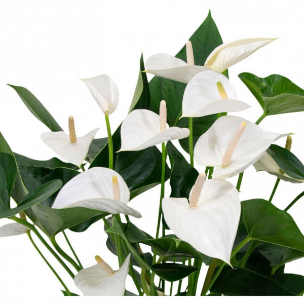 Anthurium An Каrma White 21.0.60