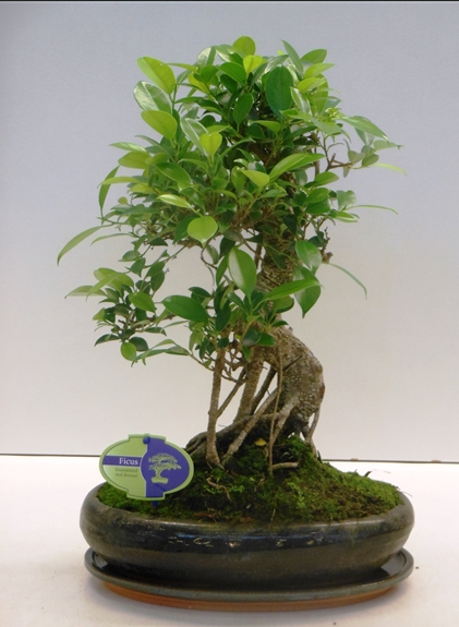 Ficus Bonsai 24.0.40