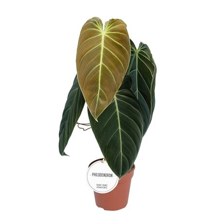 Philodendron Beauty Green 12.0.45 19599