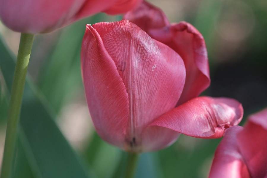 Tulipa Up Pink (x5)