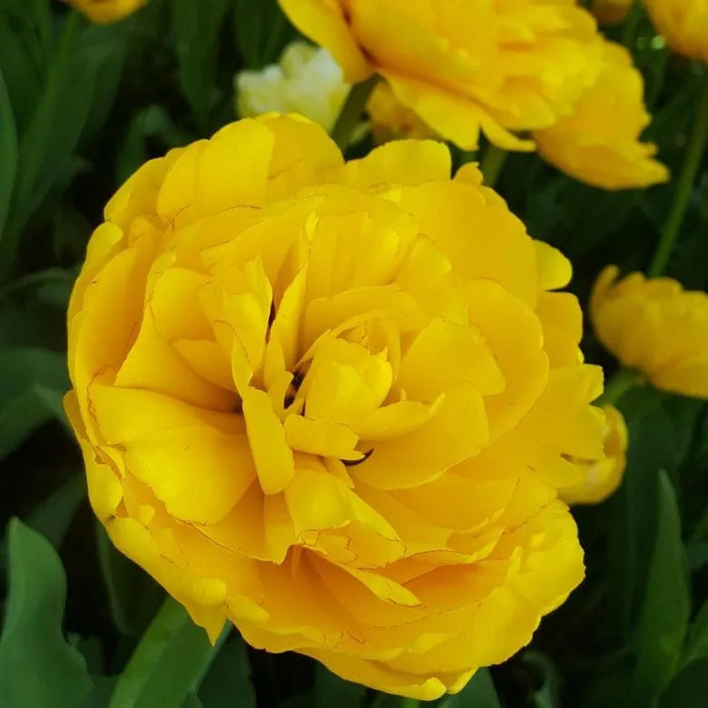 Tulipa Monte Peony (x5)