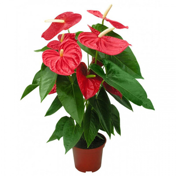 Anthurium An Jumbo Red 21.0.65