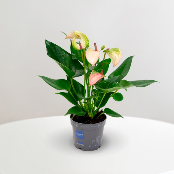 Anthurium An Karma Pulse 09.0.33