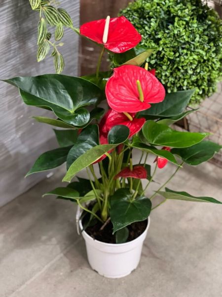 Anthurium Flamingo White 17.0.60