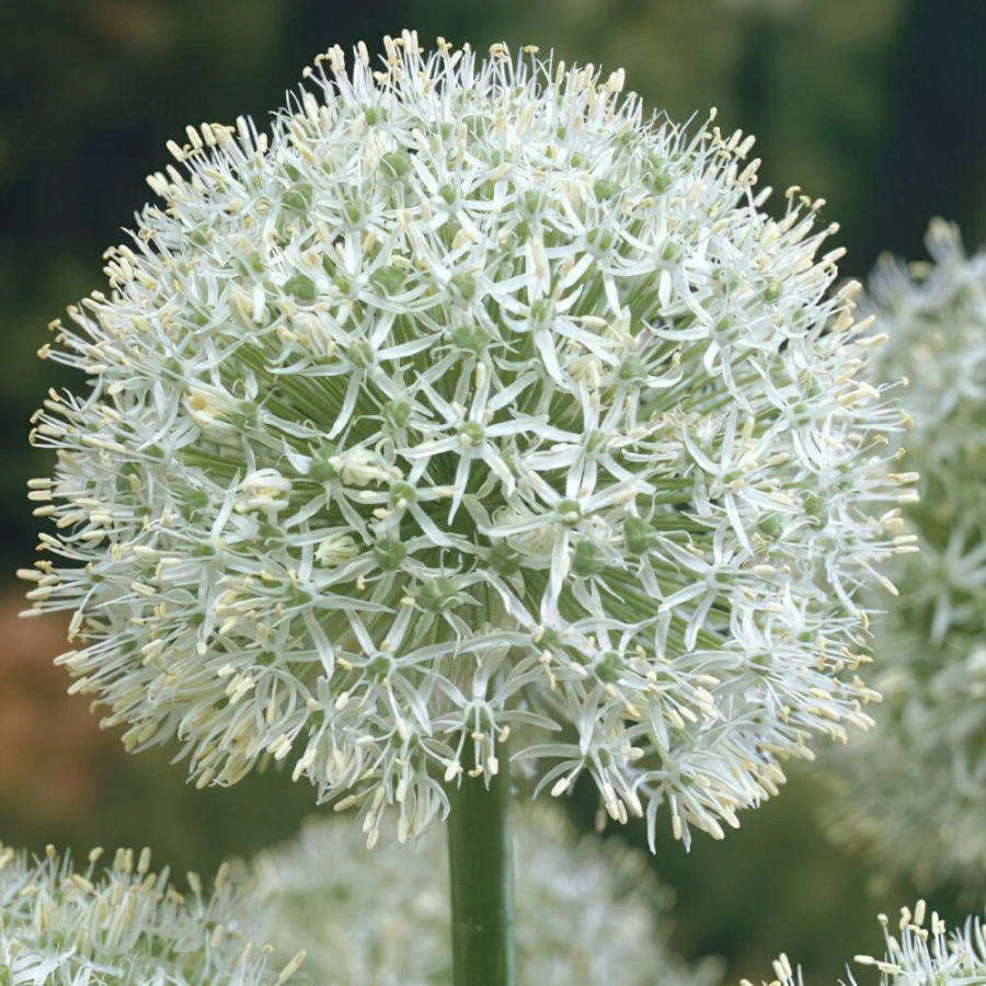 Allium Mount Everest (x1)
