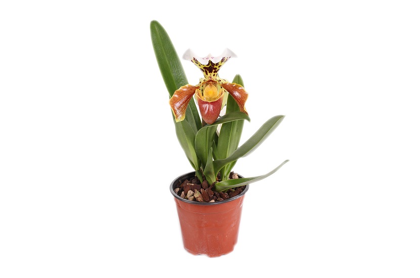 Paphiopedilum 2 Tak 9.0.35