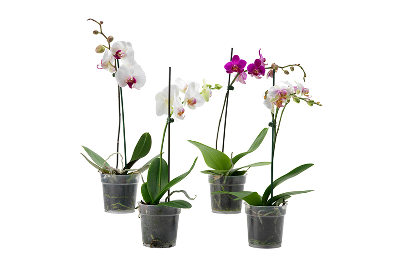 Phalaenopsis mix 1tak 12.0.75
