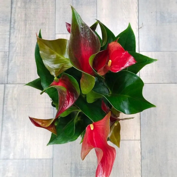 Anthurium Adios Dynamite 17.0.60