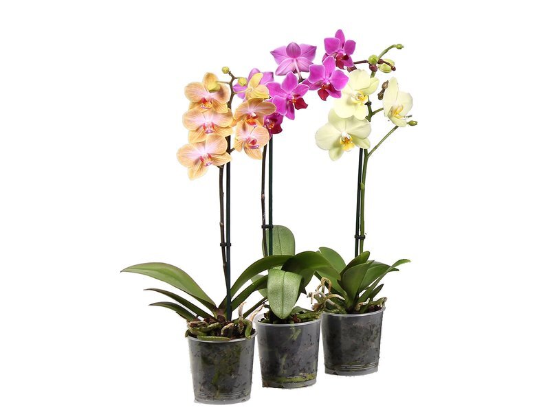 Phalaenopsis Kolibri mix 12.0.50