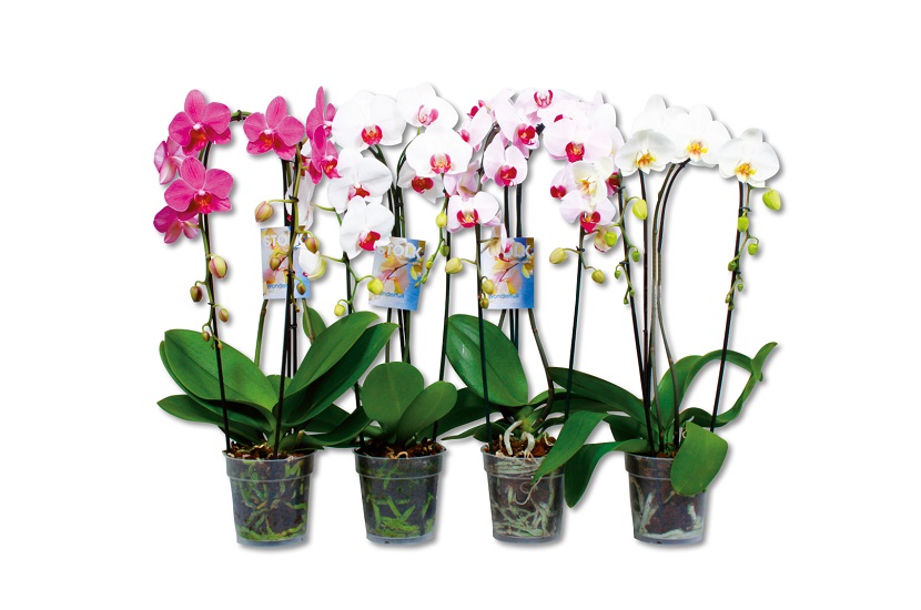 Phalaenopsis Cascade Mix 12.0.55