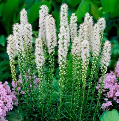 Liatris Spicata  Alba С1