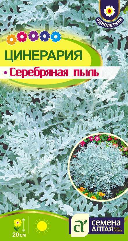 Цинерария Серебряная пыль (0,05гр) (Сем Алтая)