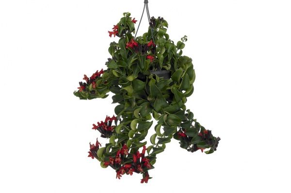 Aeschynanthus 15.0.30