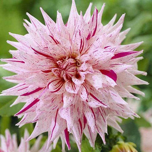 Dahlia Mick's Peppermint С1