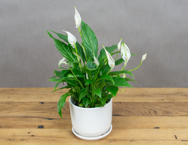 Spathiphyllum Bellini 13.0.40