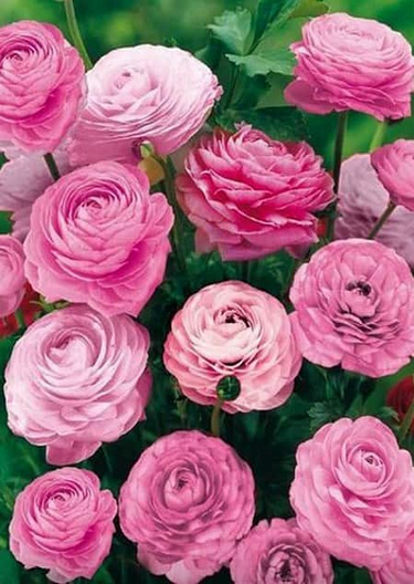 Ranunculus Pink С1