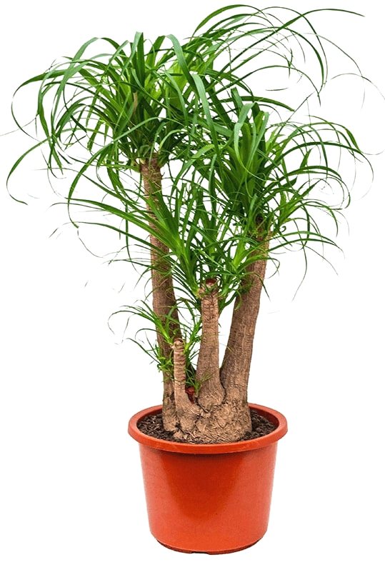 Beaucarnea Branched 24.0.60