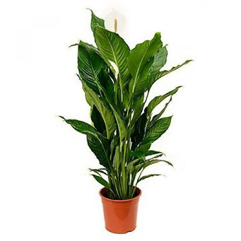 Spathiphyllum Sweet Sebastiano 27.0.130