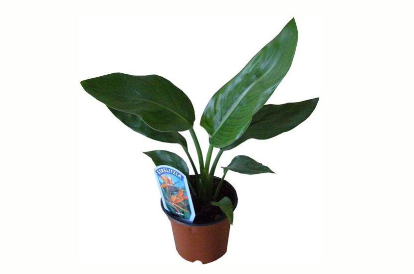 Strelitzia mix 17.0.60