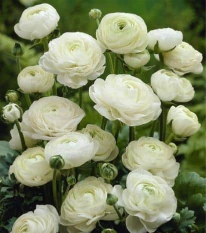Ranunculus White С1
