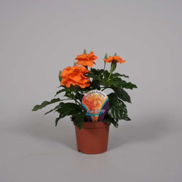 Crossandra Fortuna 09.0.15