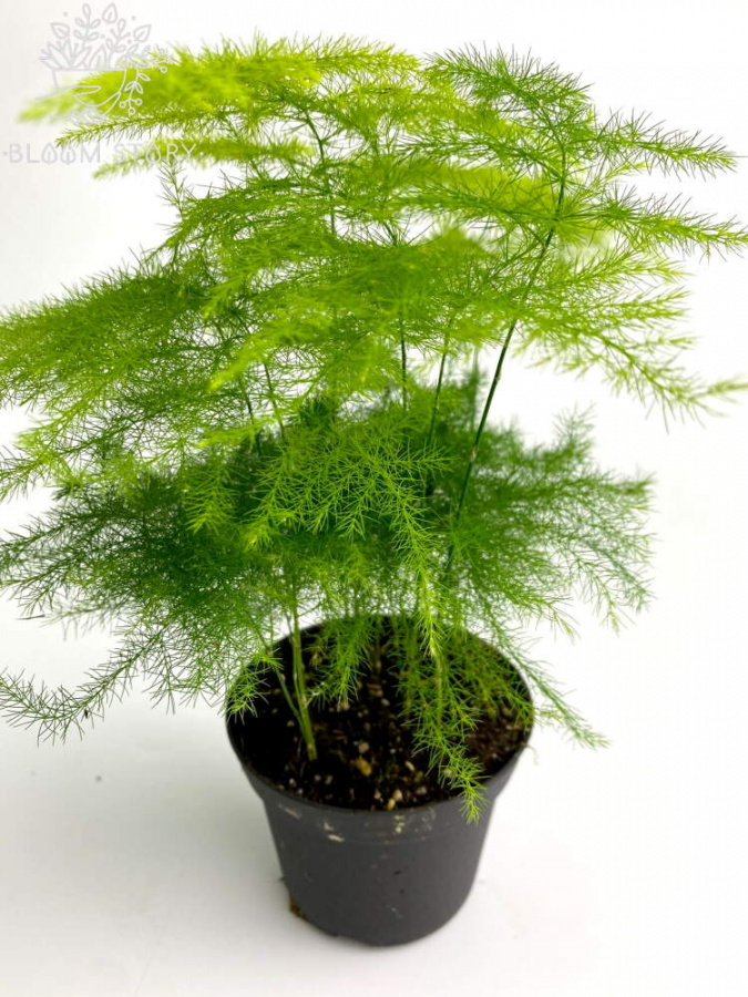 Asparagus Sprengeri 17.0.45