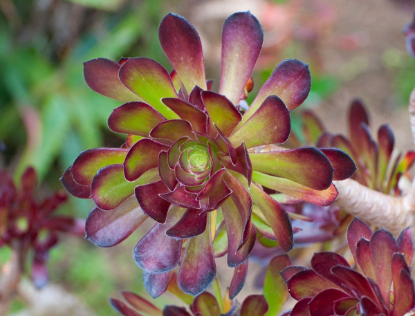 Aeonium 10.0.18