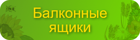 btn_catalog_header(1).png